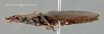 Media type: image;   Entomology 31524 Aspect: habitus lateral view